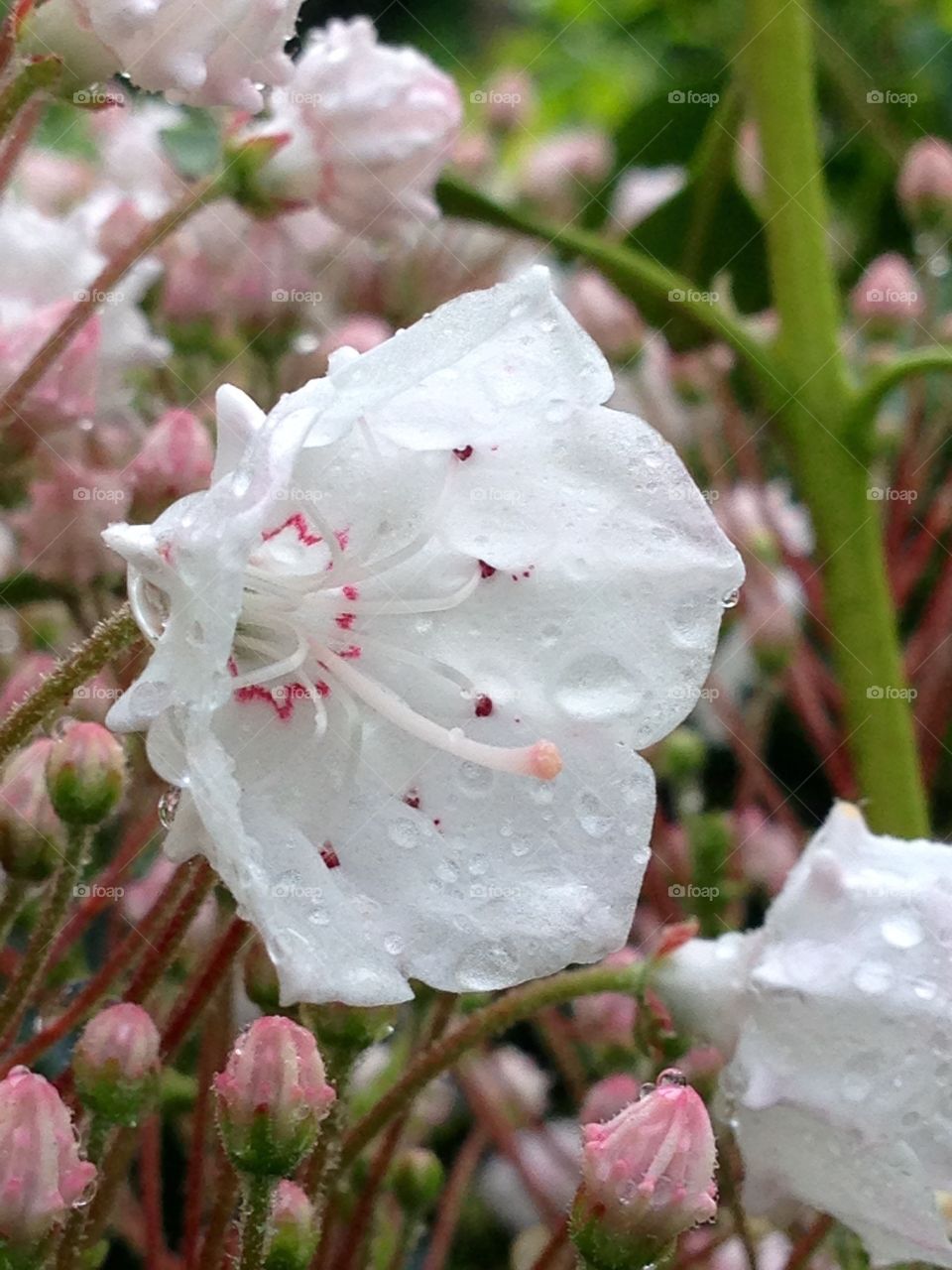 Mountain Laurel after the Rain. Mountain laurel macro