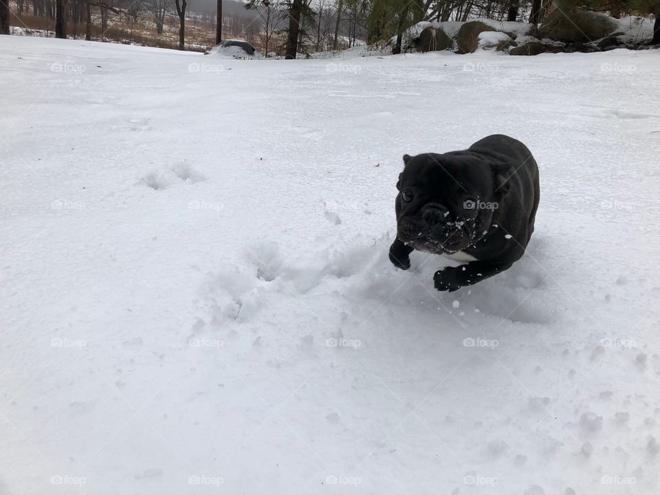 French bulldog playing in the snow 