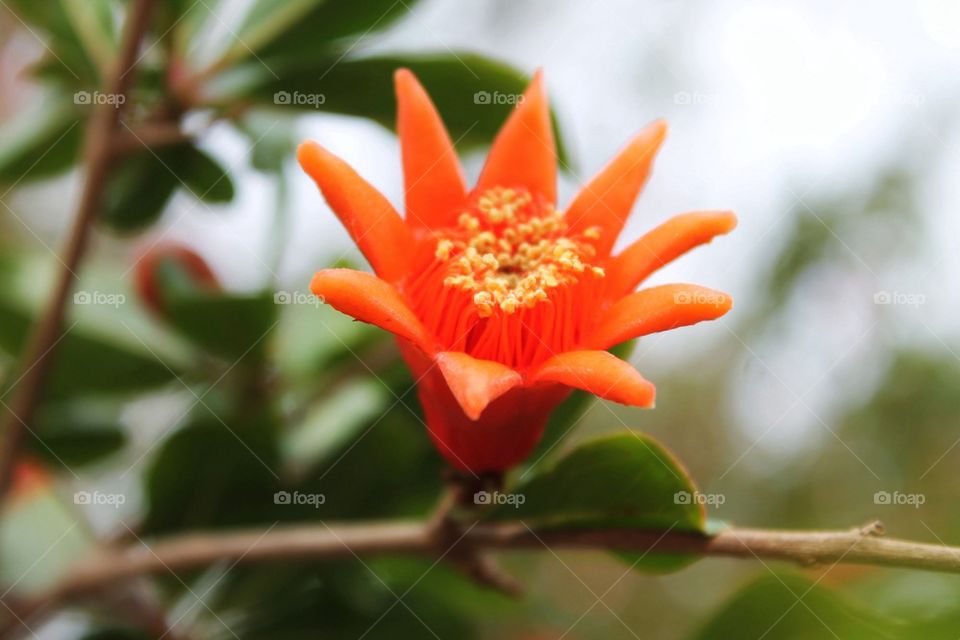 Pomegranate flower blooming at oudoors