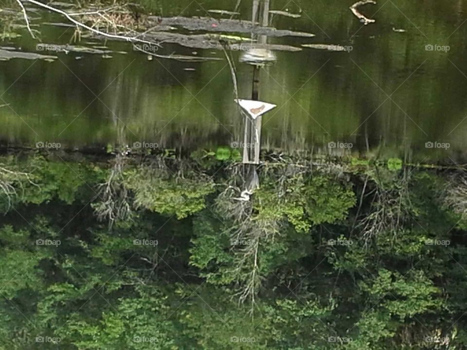 Heron waiting for a fish.