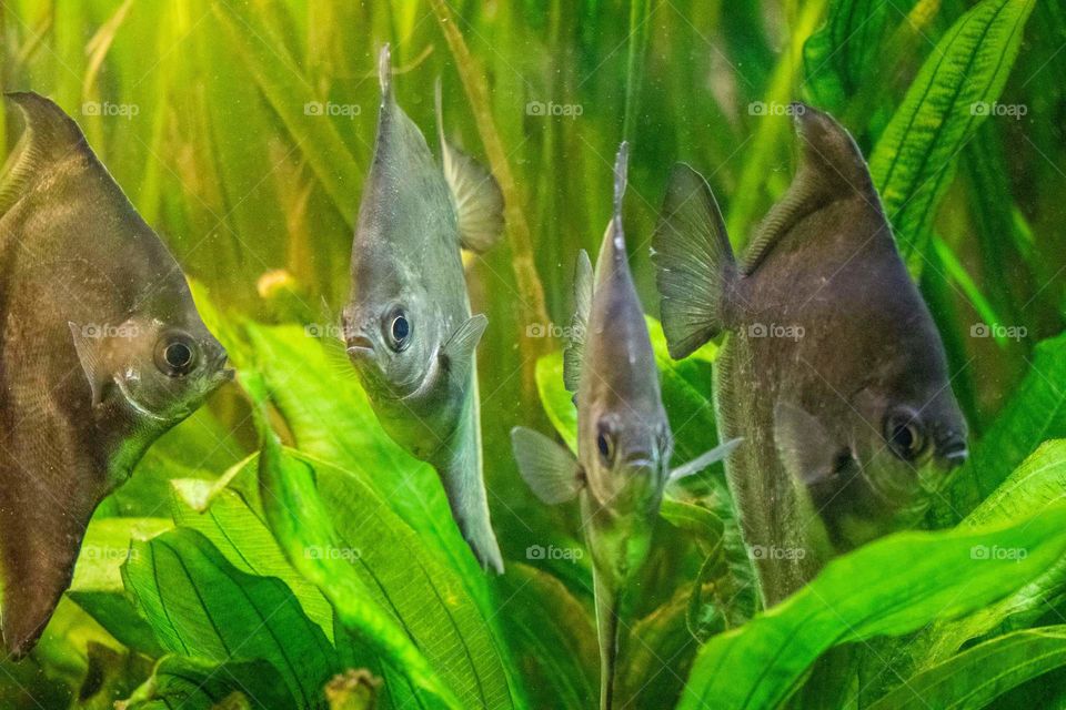 Angry birds,I mean fish 😂