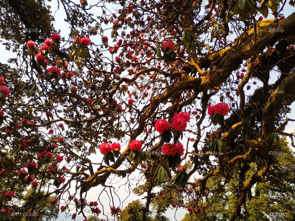 Rhododendron flowers blooming on tree branches