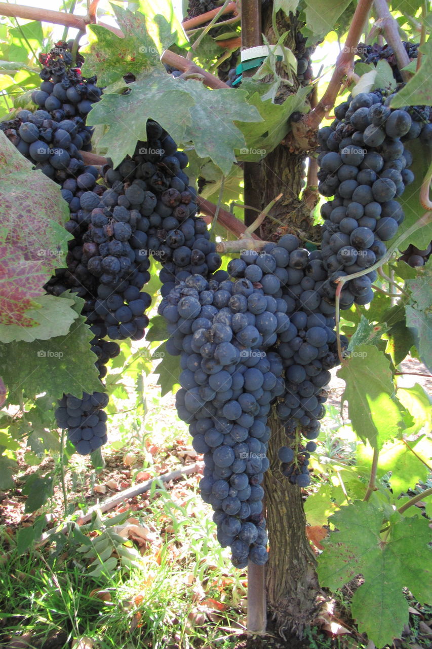 Wine grapes