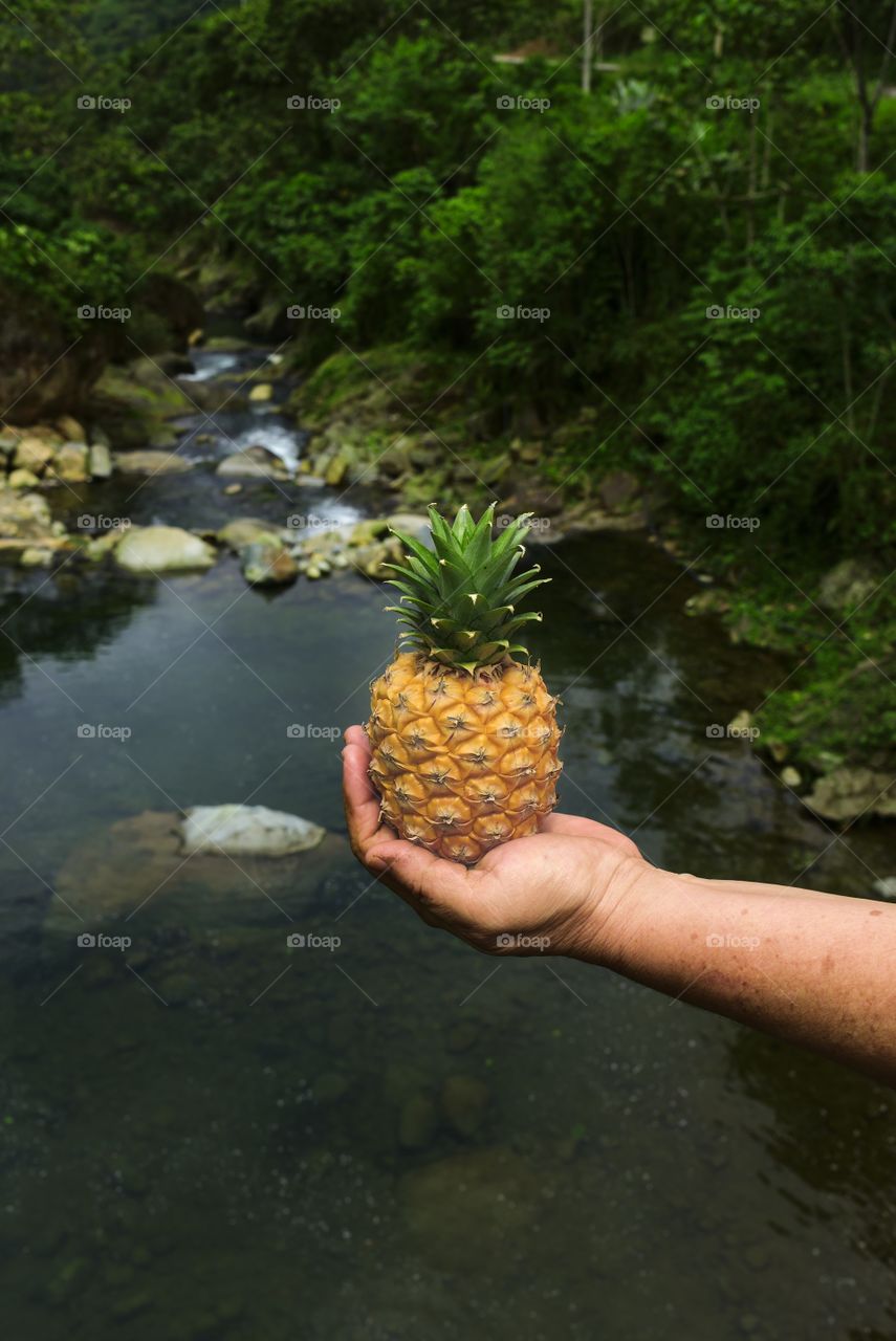 Yellow pineapple in one hand