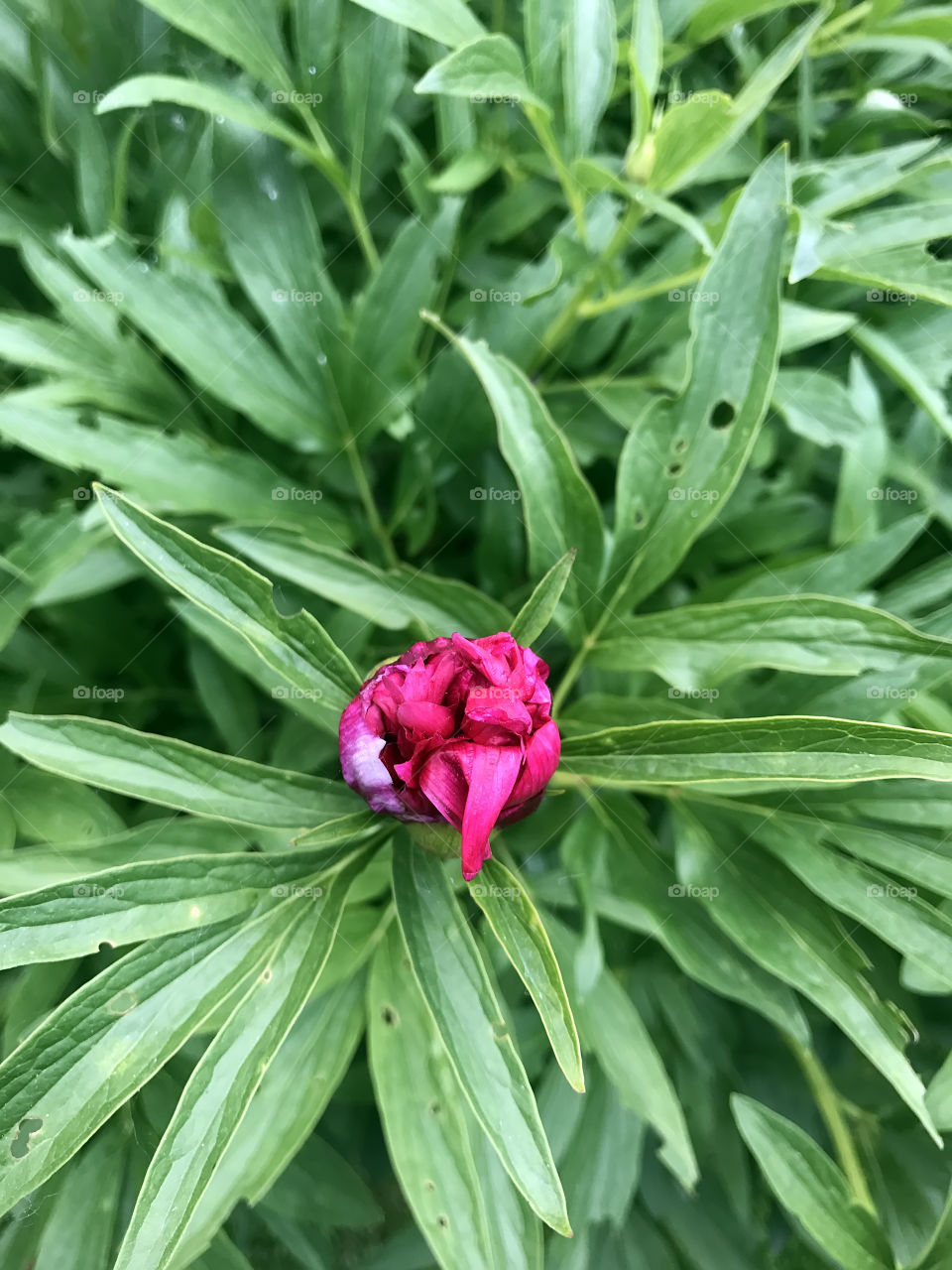 Pink peony 