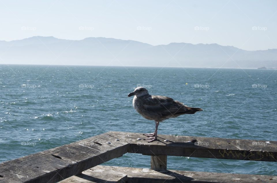 Bird looking at the ocean