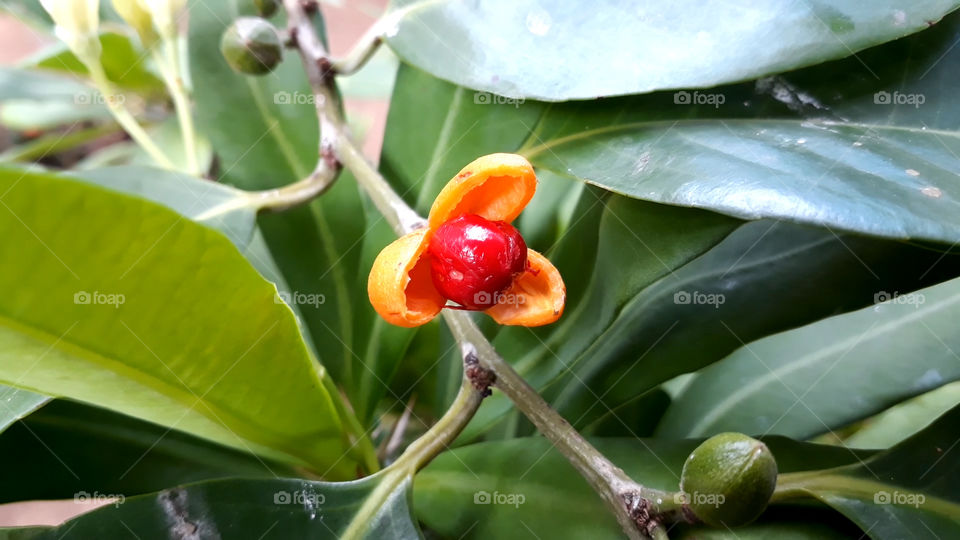 fruit red and yellow.