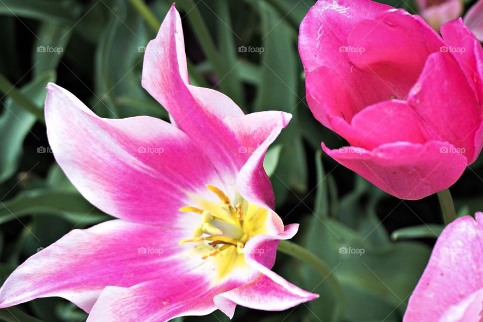 Pink Flowers 