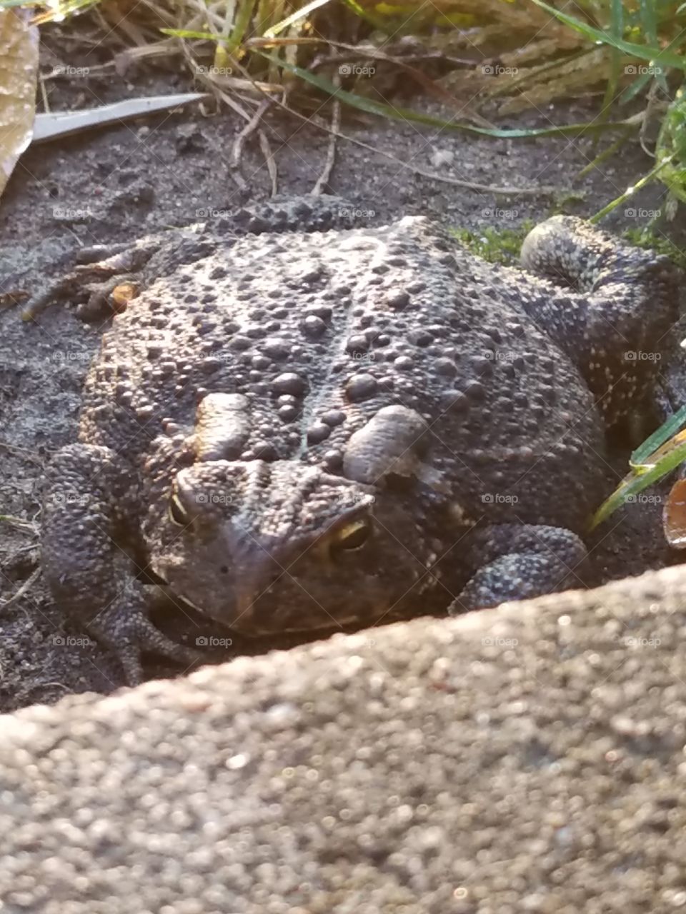 Toad in the mud