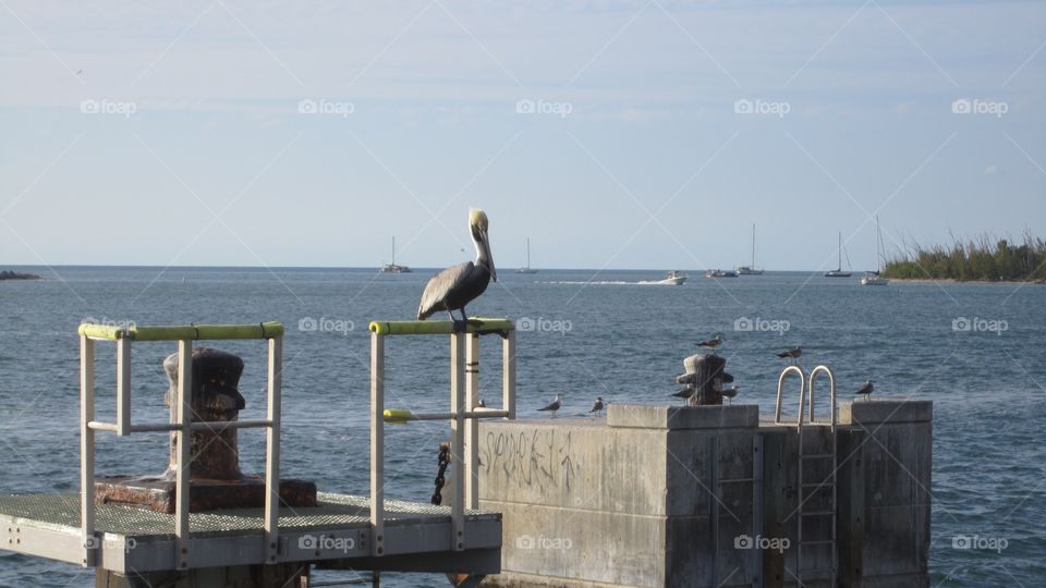 Pelican 