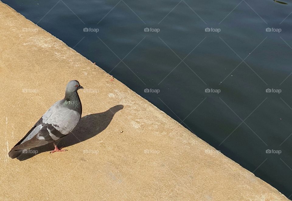 Pigeon