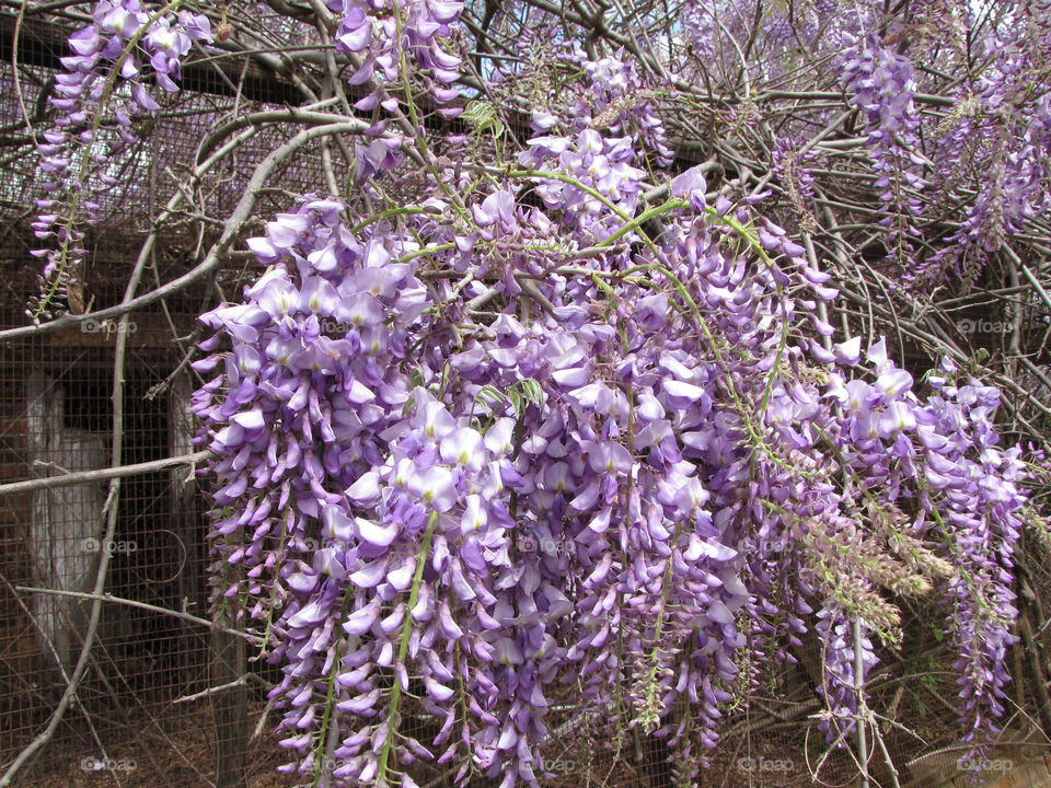 Wisteria on a old  building