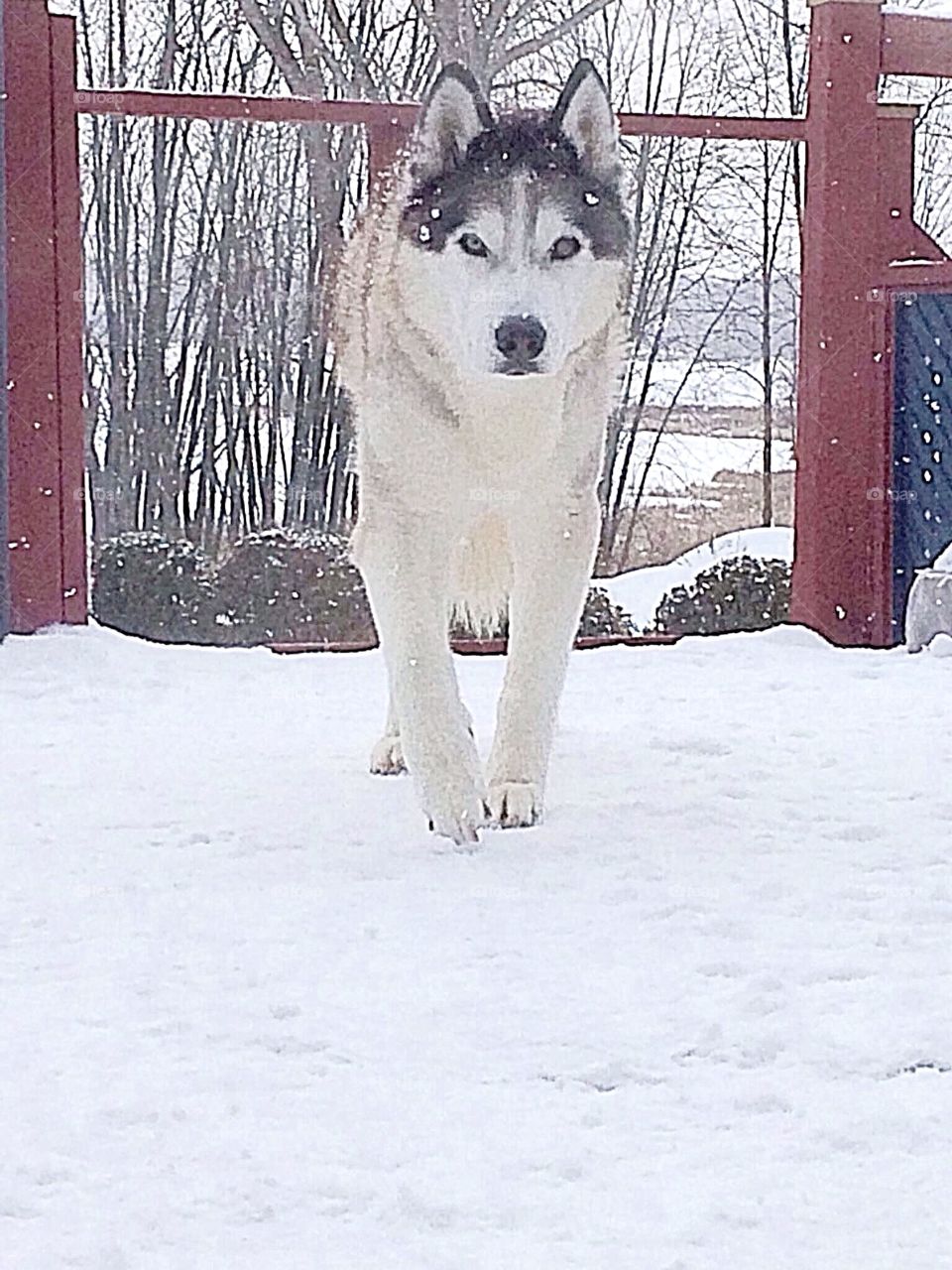 Incredible Husky Dogs