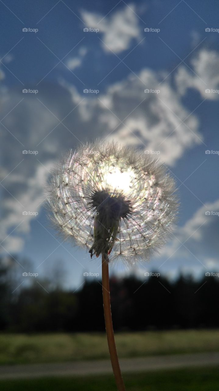 dandelion view