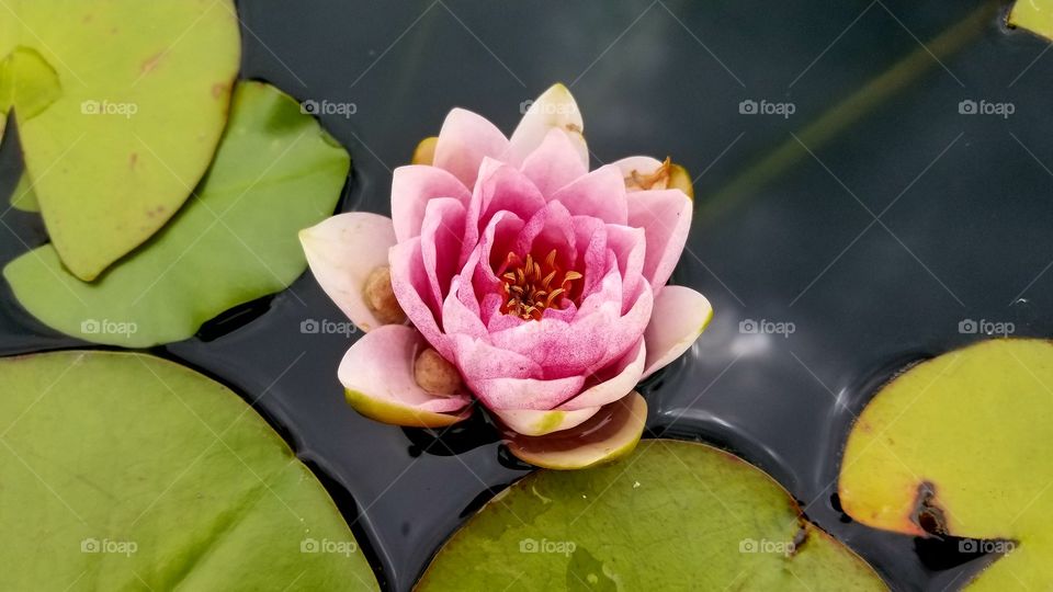 Pink Water Lilly