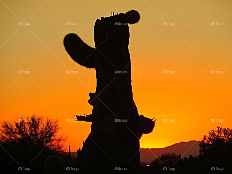 cactus at sunset