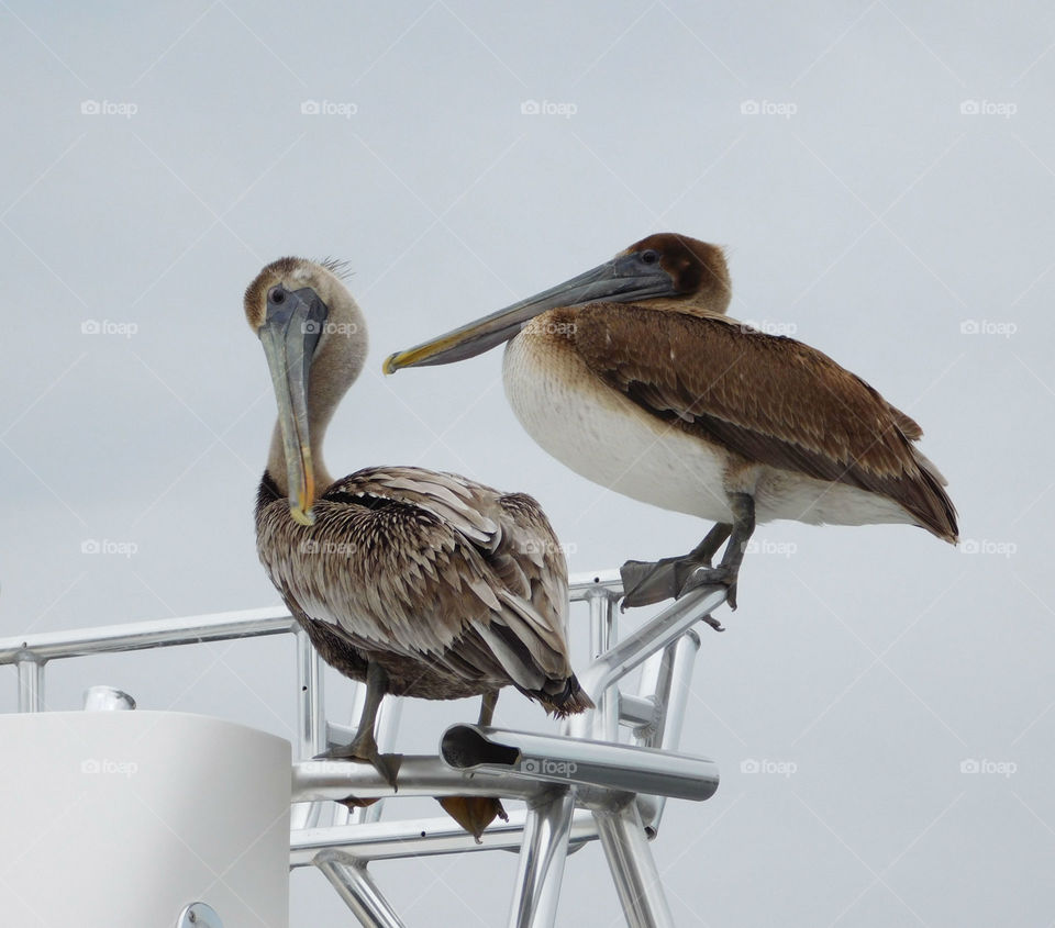 Two Pelicans sit on the front end off a fishing vessel in hopes of being tossed a fish!