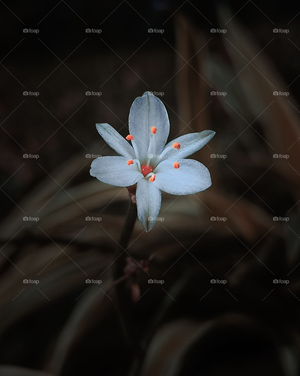 Contrasting flower- This picture has been captured using Realme 6i and colour graded using Adobe Lightroom application.
exif- f/1.8  ISO100  1/230sec
Location- Andheri, Mumbai.