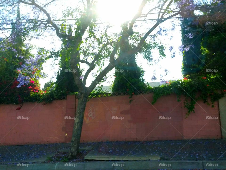 Palm Trees and Flowers over Brick Fence