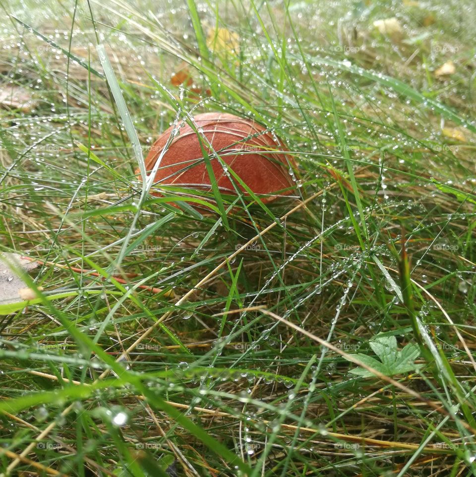 Picking mushrooms from grass on early morning