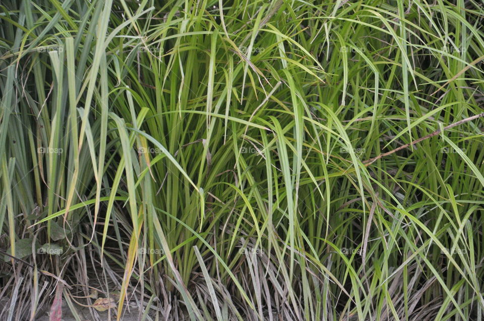 grass