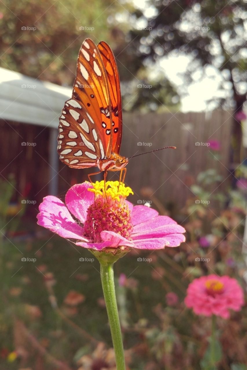 Monarch Butterfly