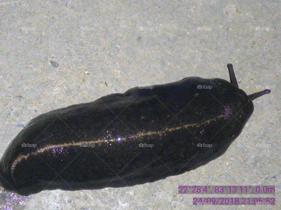 The very beautiful snail every night gets out of the food table, its color is like a black-violet velvet.