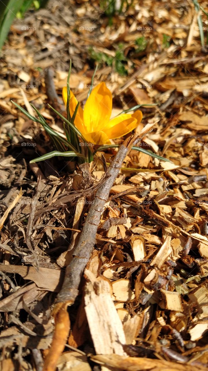 Crocus