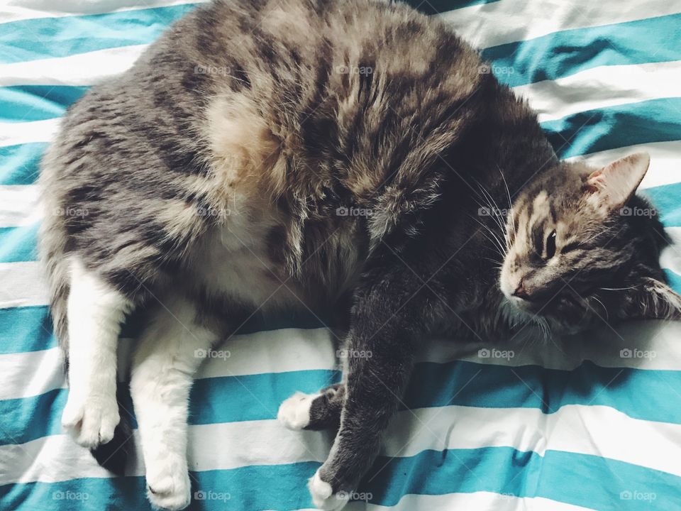 Cat laying on a turquoise and white striped sheet