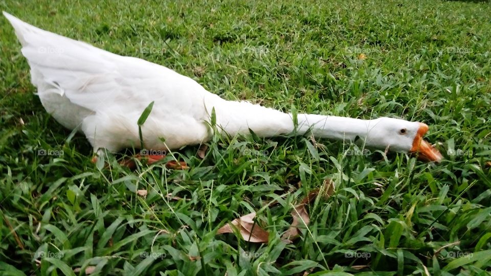 white swan with long neck