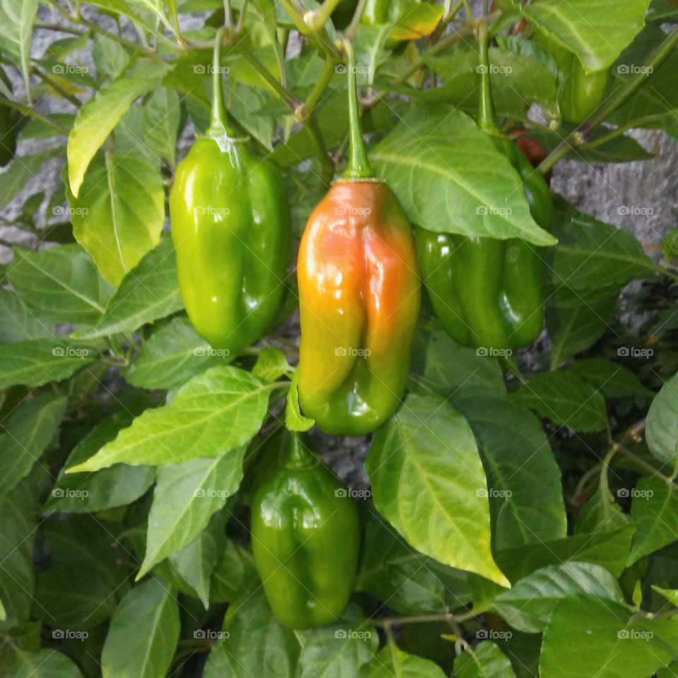 Sweet pepper (Ají Dulce) in my planter