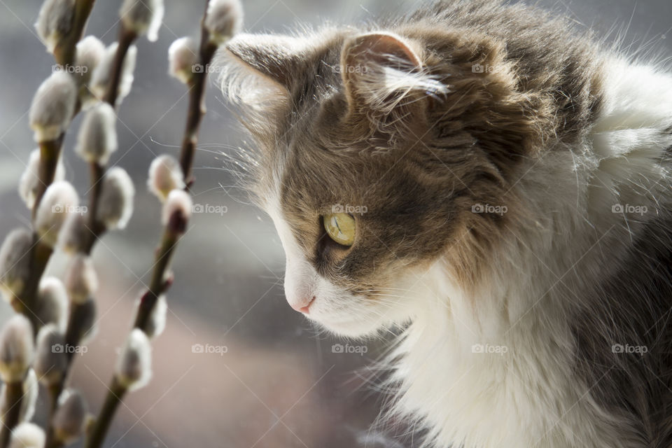 gray fluffy cat looks at the willow twigs