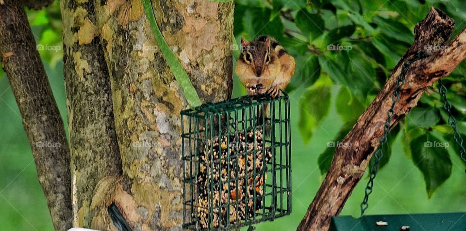 Chipmunk on Feeder