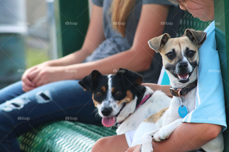 Puppies at the Park