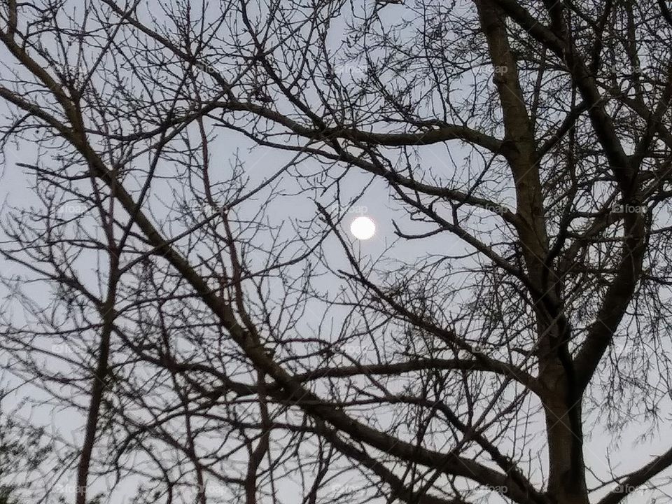 moon through bare branches