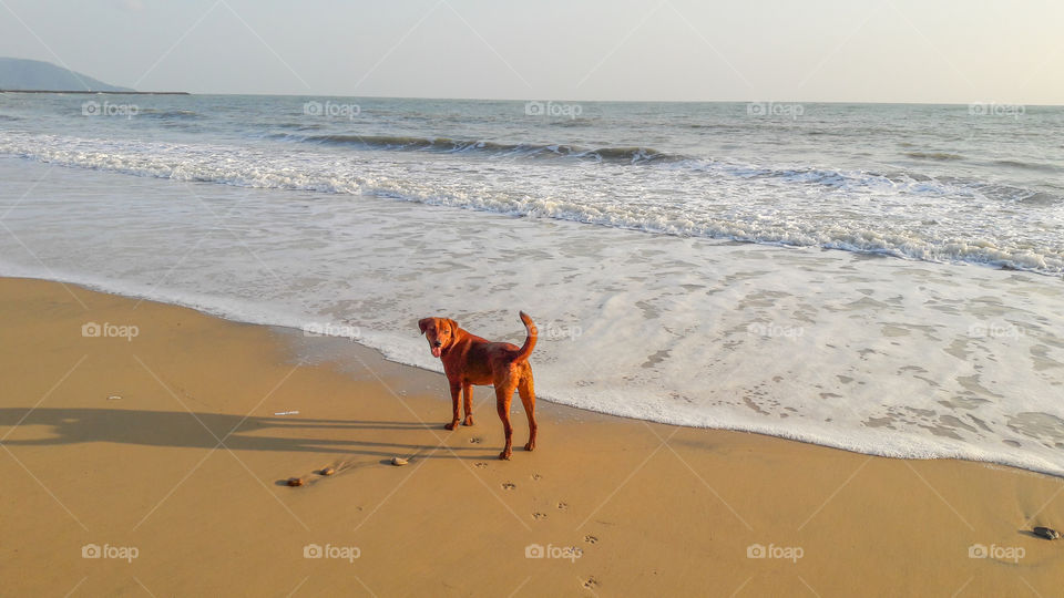 Dog on the Beach in the Morning