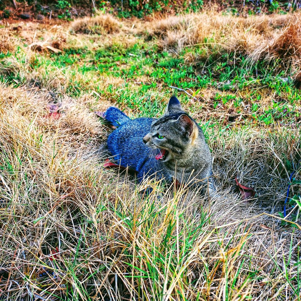 Cute cats are furry in the grass or weeds