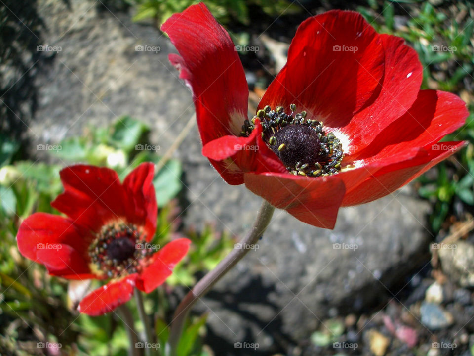 Poppies