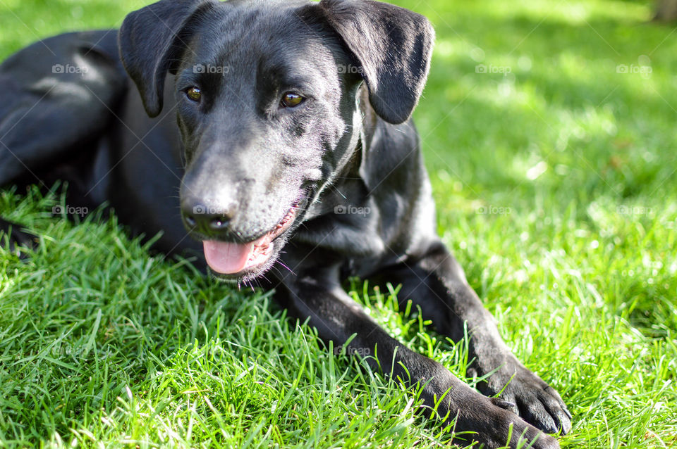 Close-up of a black labrador retriever laying in the grass outdoors on a bright summer day