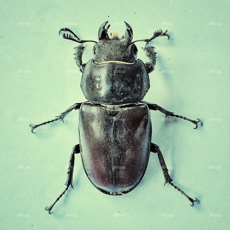 stag-beetle