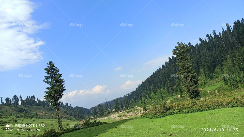 Beatiful & Awesome picture taken in Forest area of Keller Shopian in Rural Kashmir in Summer 2021  .......