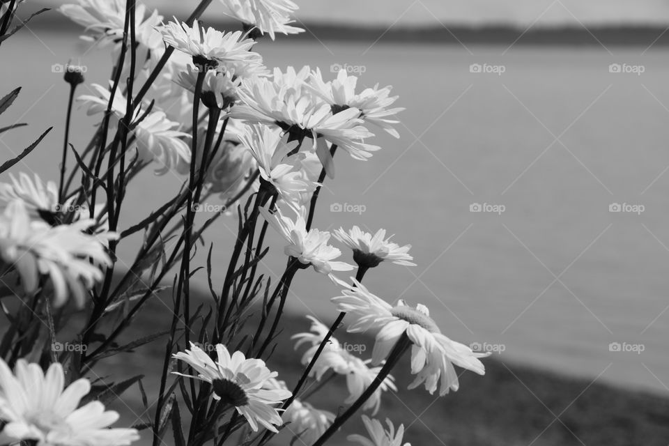 Daisies by the ocean, summertime...