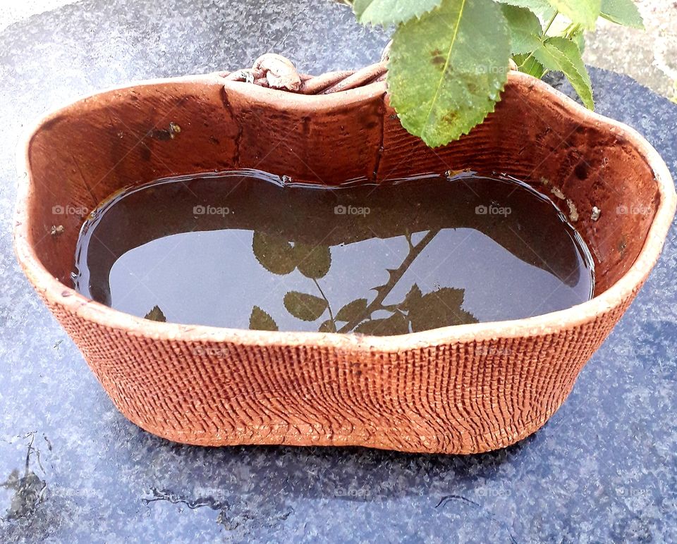 reflection of a rose twig in rain water in a pot