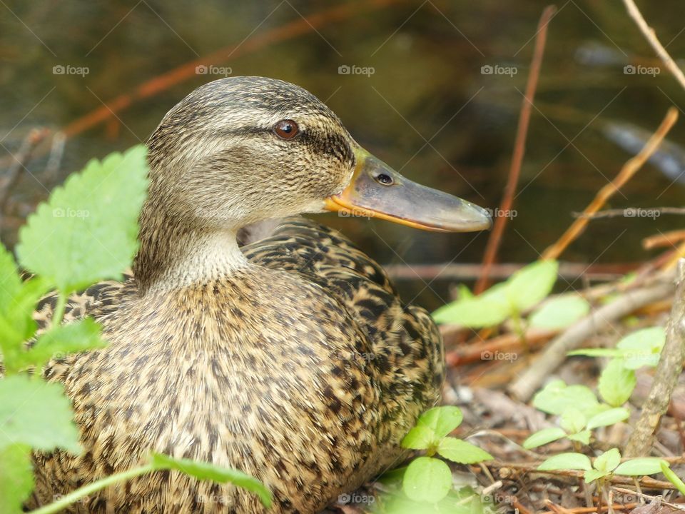 Duck closeup