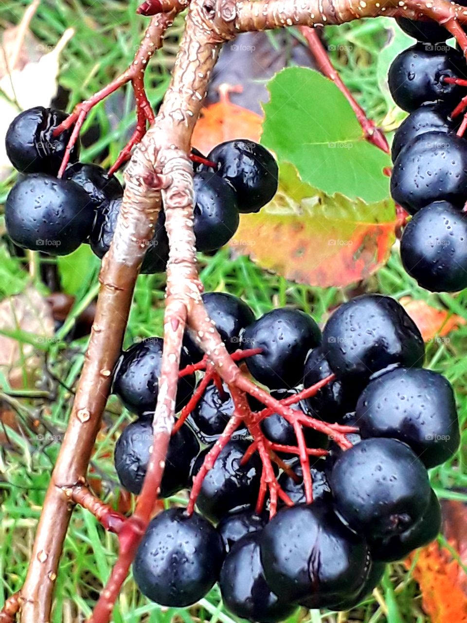 clusters of black fruits of aronia