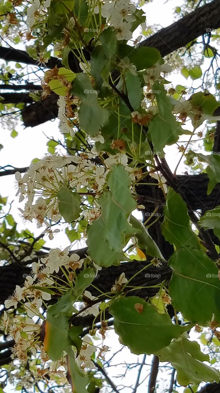 the tree blooming!!