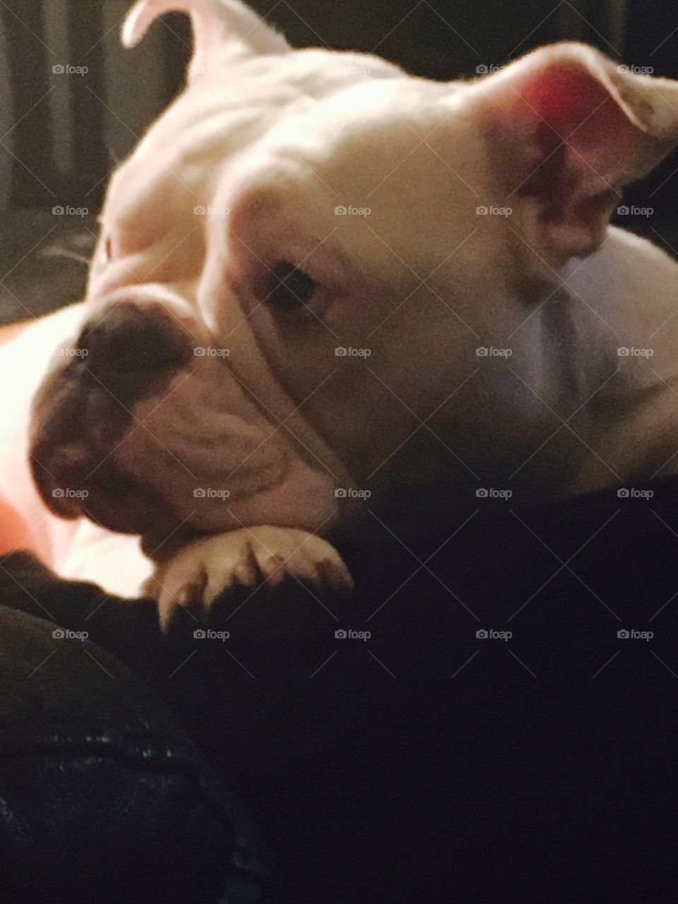 Bulldog sad face