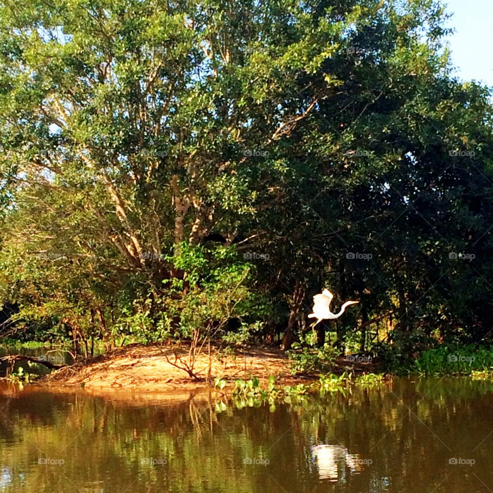 Pantanal of Brazil. This is a picture of one river of Pantanal in Mato Grosso- Brazil. The animal is a typical bird of that place.