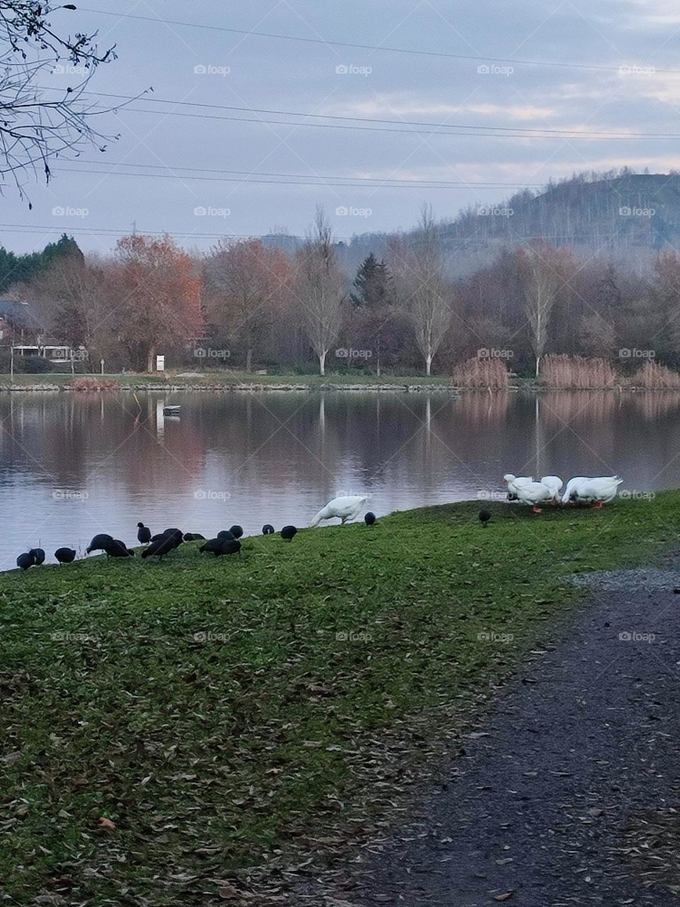 Ducks and water hens