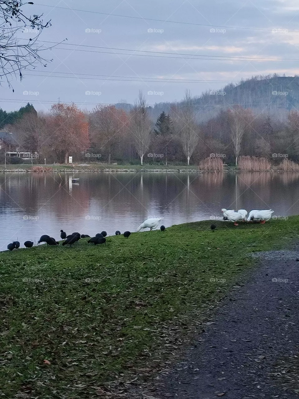 Ducks and water hens